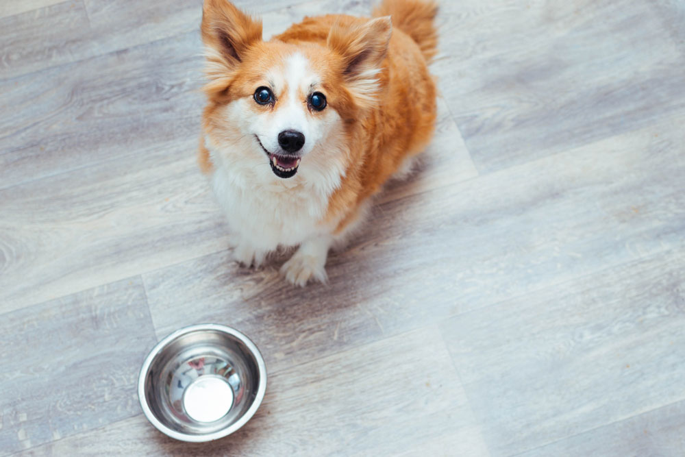 cute-tiny-dog-with-food-bowl-looking-up-at-camera